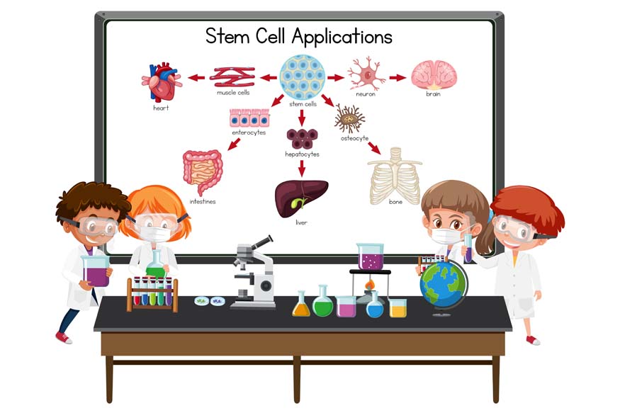 Cell Structure and Function