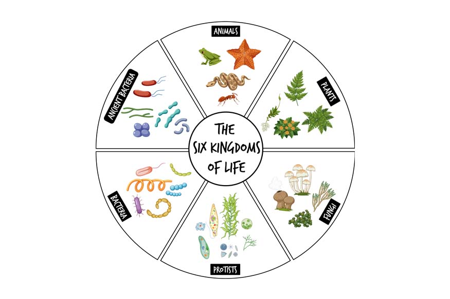 What is an Ecosystem? Exploring the Different Types of Ecosystems