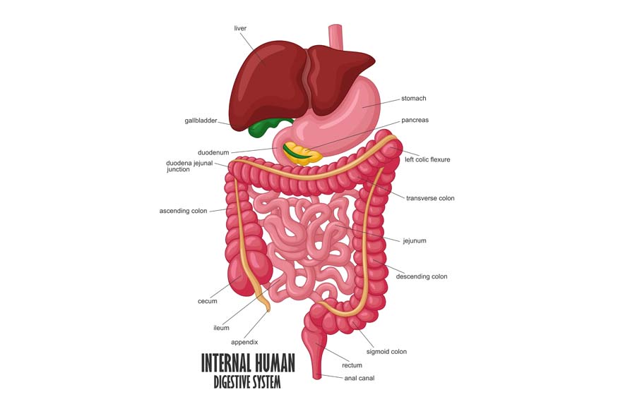 How Does the Human Digestive System Work
