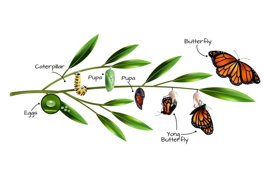 Exploring the Butterfly Life Cycle