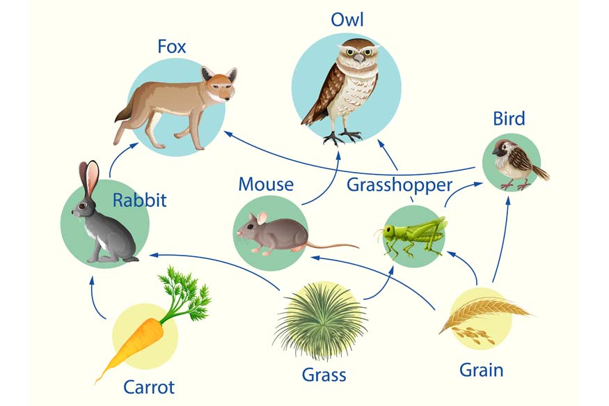 Food Chains