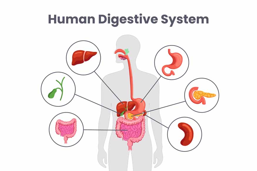 10 Interesting Facts About the Human Digestive System